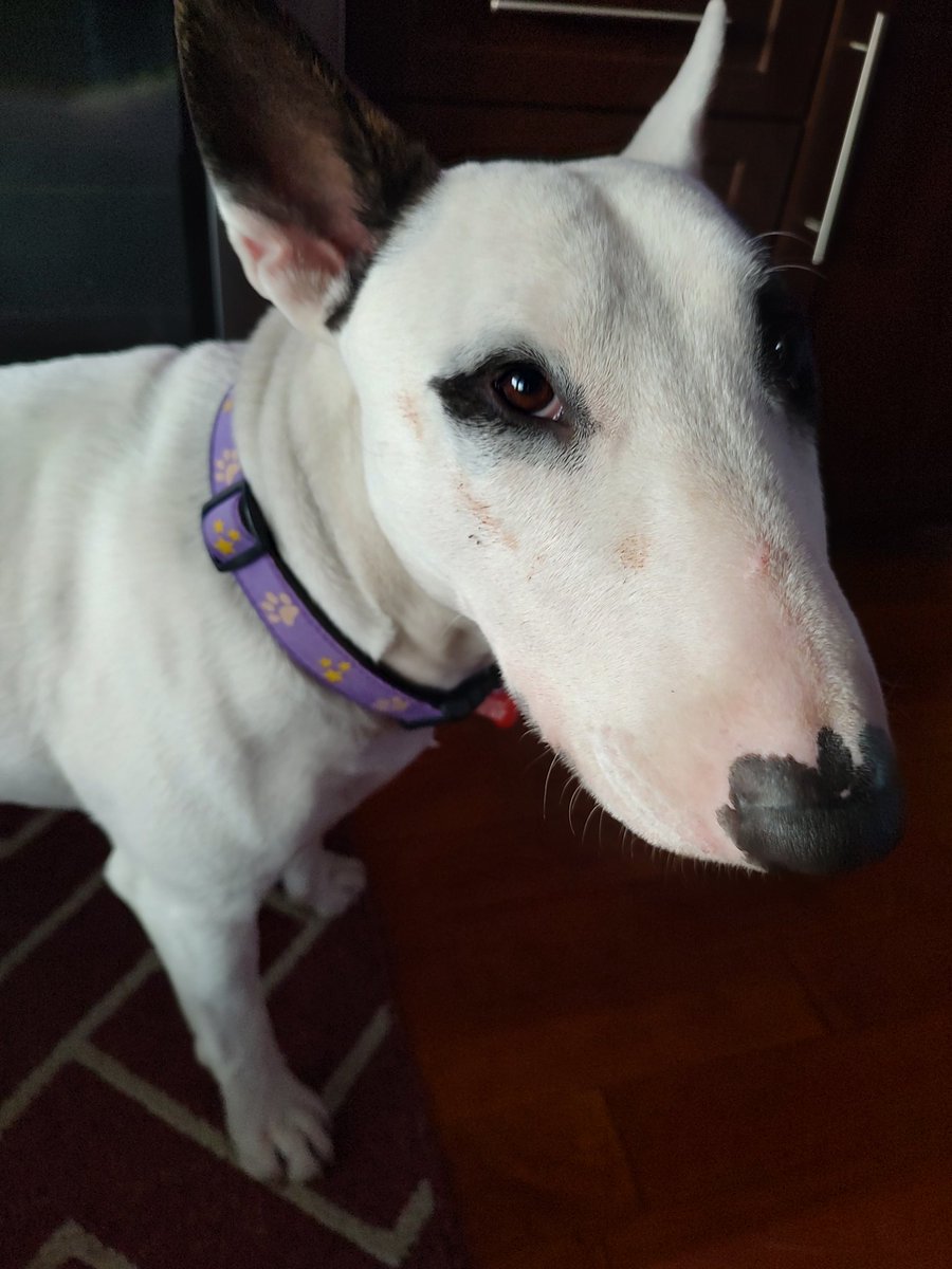 Spike The Rescue Pup & Rex The TV Terrier ®🌈🐾 tweet media