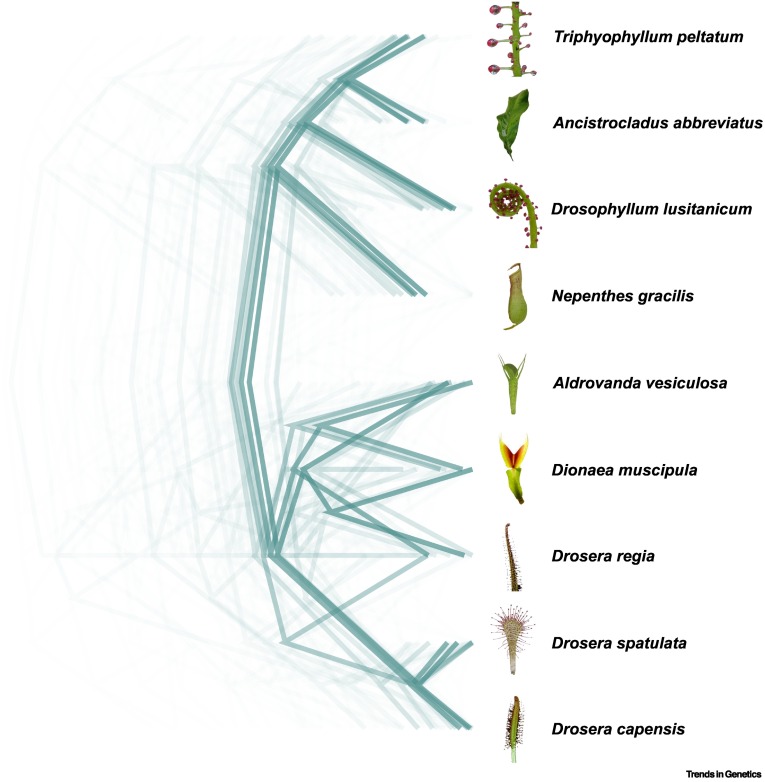 Trends in Genetics tweet media