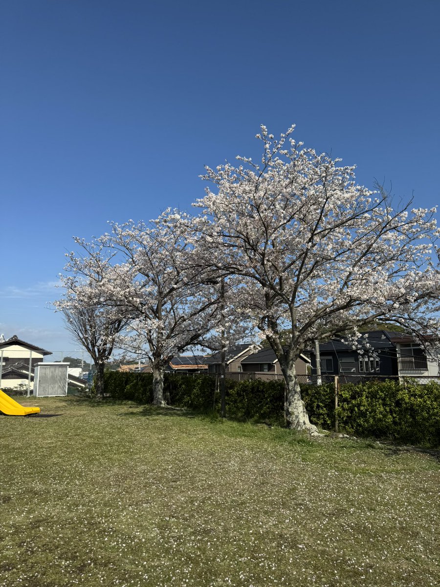 絶好の集合注射日和ですね🌸