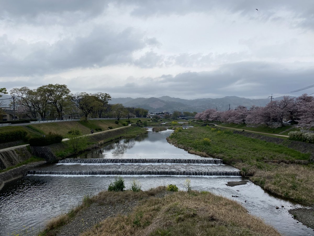 kamokamokai's tweet image. 今日の賀茂川。
2026年4月7日
#Kyoto #kyokamo #鴨川 #京都