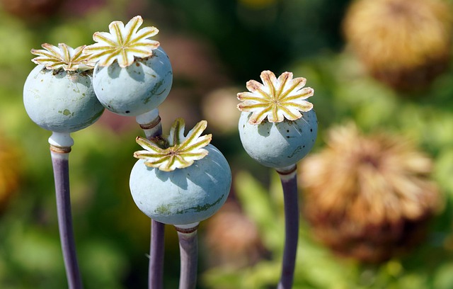 Ada Penelope tweet media