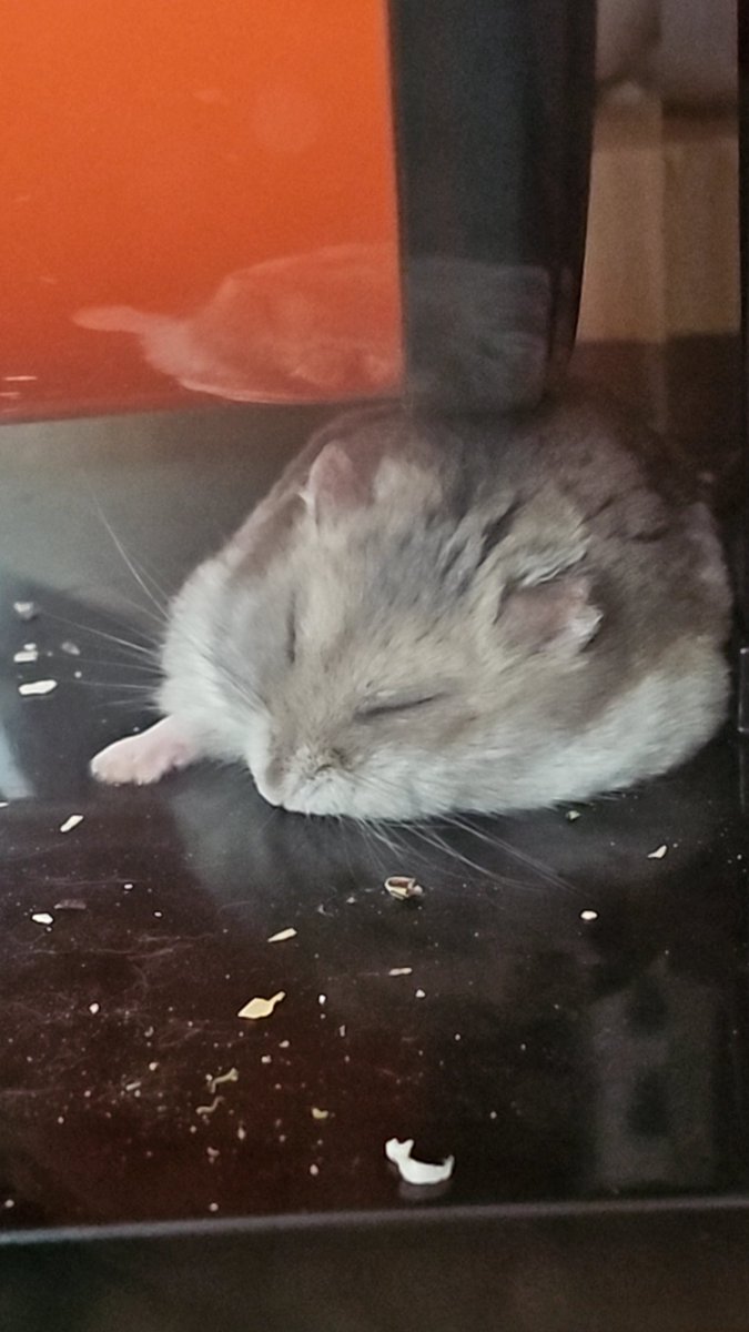 rusipersou's tweet photo. 앞발 뾱! 하구 주무시는 쪼니🐹💕 https://t.co/JVffCXQOtJ