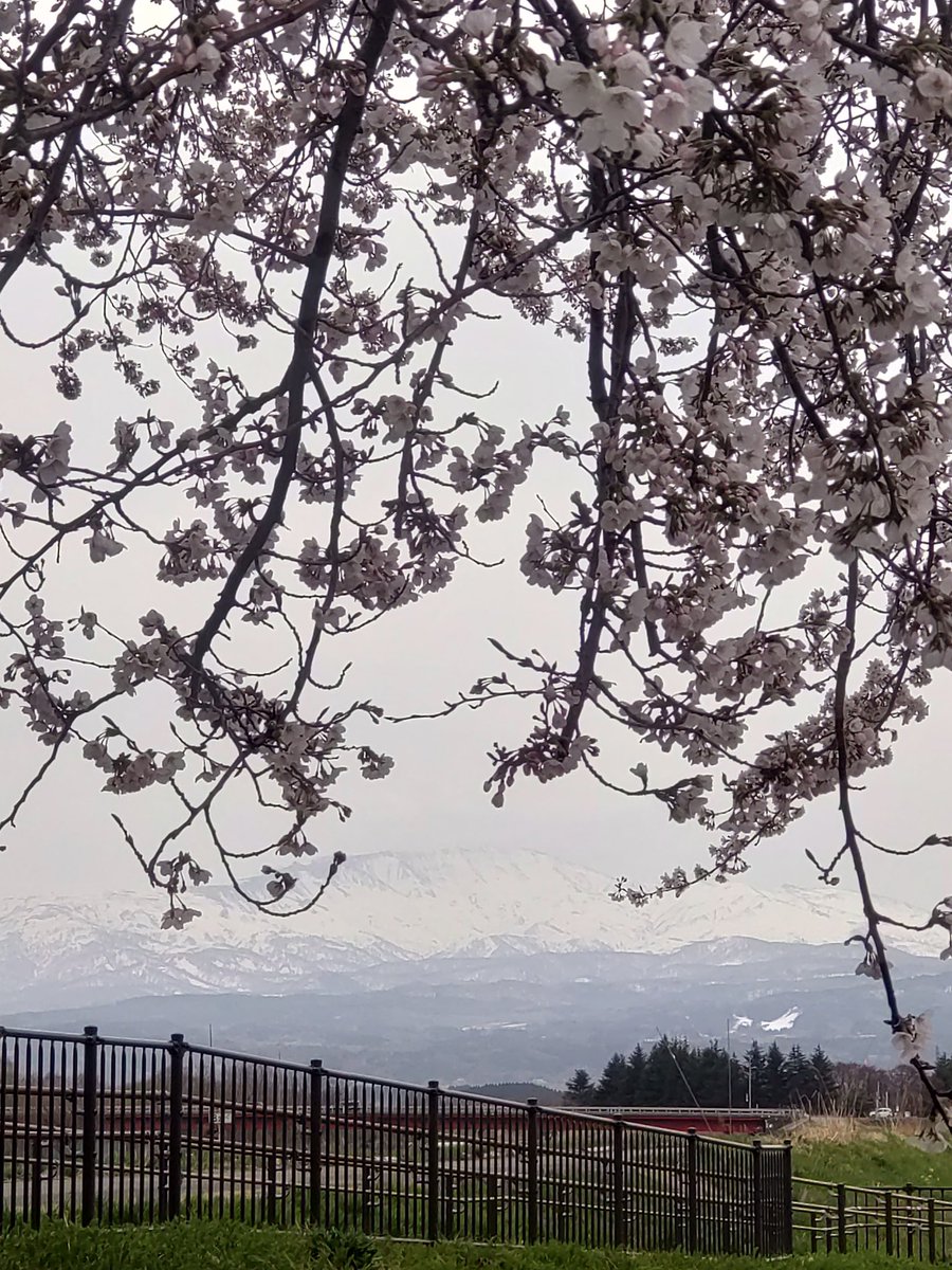 YayoHon's tweet photo. おはよう🌸おはよう月山🏔️
咲くまでが楽しみで、咲いてしまえばあっという間😢
今日の雨にも耐えてね🙏
近所の桜はほぼ満開😊
赤川はもう少し🚶‍♀️ https://t.co/todhw39ANO