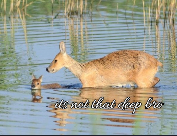 ipostdeer's tweet photo. https://t.co/9whrs0FQXE