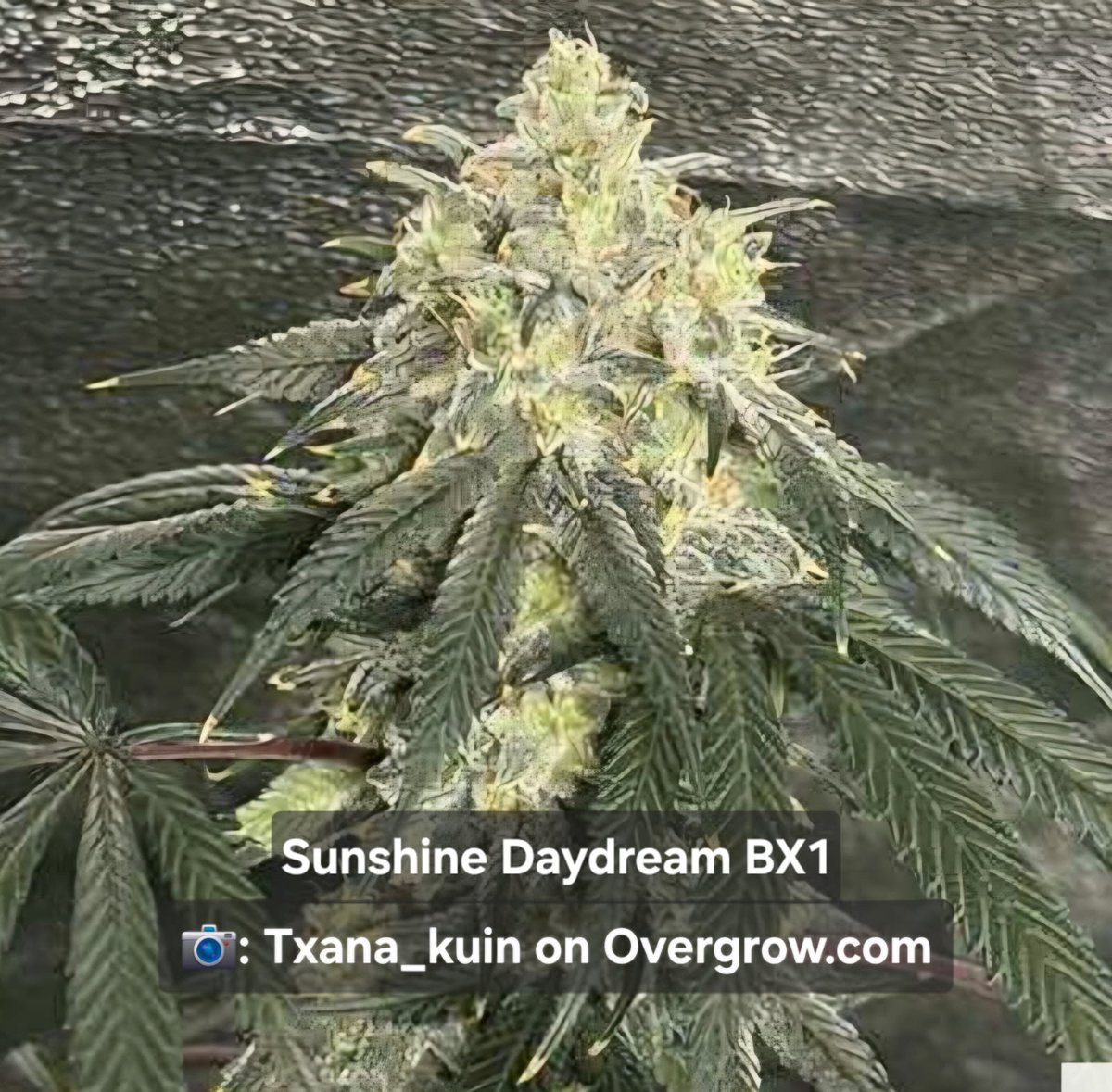 DCSeedExchange's tweet photo. Check out these Copa Genetics' Sunshine Daydream BX (with Bodhi's permission) grown by Tana Kuin!
📸: Txana_Kuin on https://t.co/oF3mWahiGP
🫘Get yours here: https://t.co/uinkx8uDxY
#copagenetics #bodhiseeds #sunshinedaydream #backcross #growyourown #dcseedexchange #seedbank #TxanaKuin