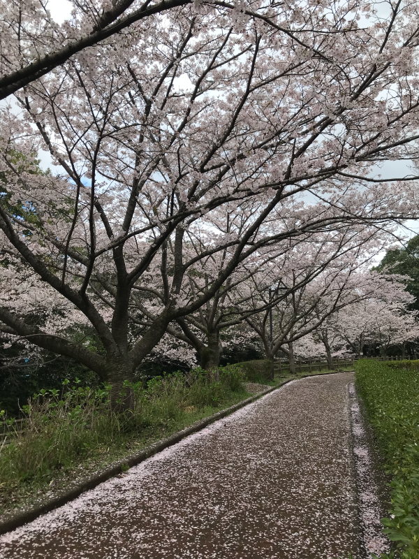 hofukan's tweet photo. 🌸花だより🌸動画公開のお知らせ📣

YouTube #たびたびほうふ の「ほうふ花だより」で 防府市内の #桜 スポット巡り動画を公開しました❗😊
ぜひご覧ください❗

💻https://t.co/NB3gXQQ8ko

#サクラ
#お花見
#花見
#防府市 
#防府 
#観光 
#幸せます 
#山口県 
#hofu 
#yamaguchi https://t.co/div9IzgZRa