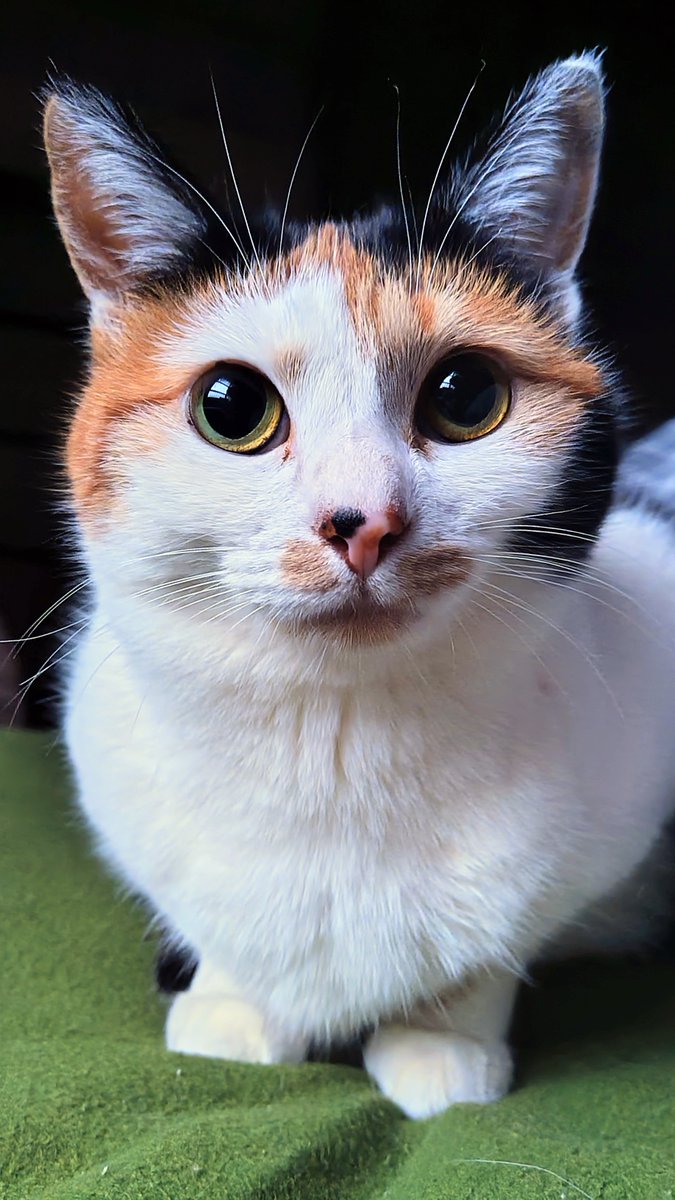 タラノメ家 tweet media