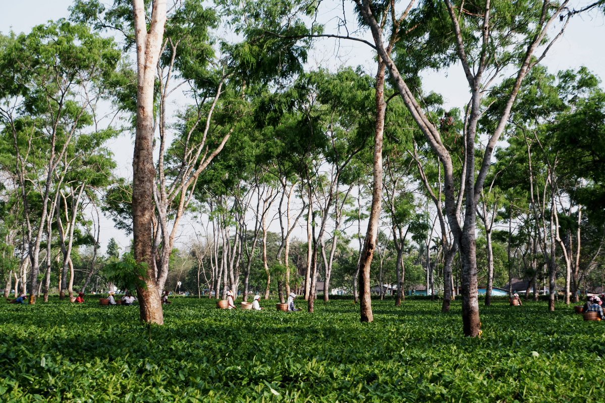 ChaTea紅茶教室スタッフのお部屋 tweet media