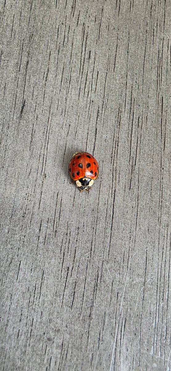 Wallkill Living Center tweet media