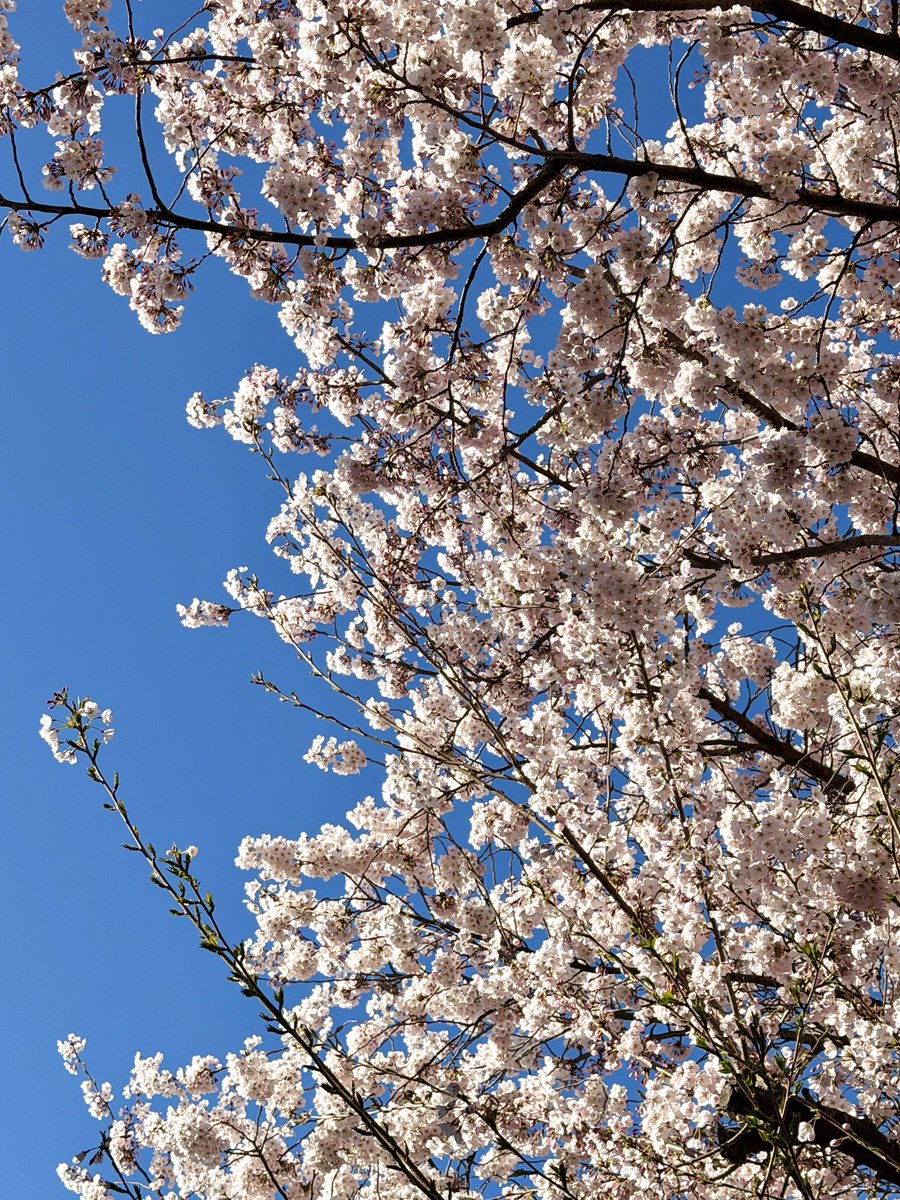 시로쿠모 유라 SHIROKUMO YURA tweet media