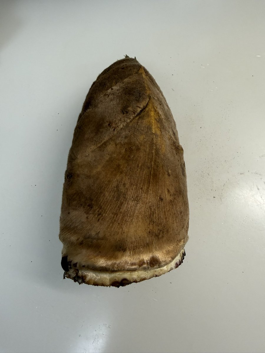 かっち♪ハッピー🐶🌈と桃次郎😸 tweet media