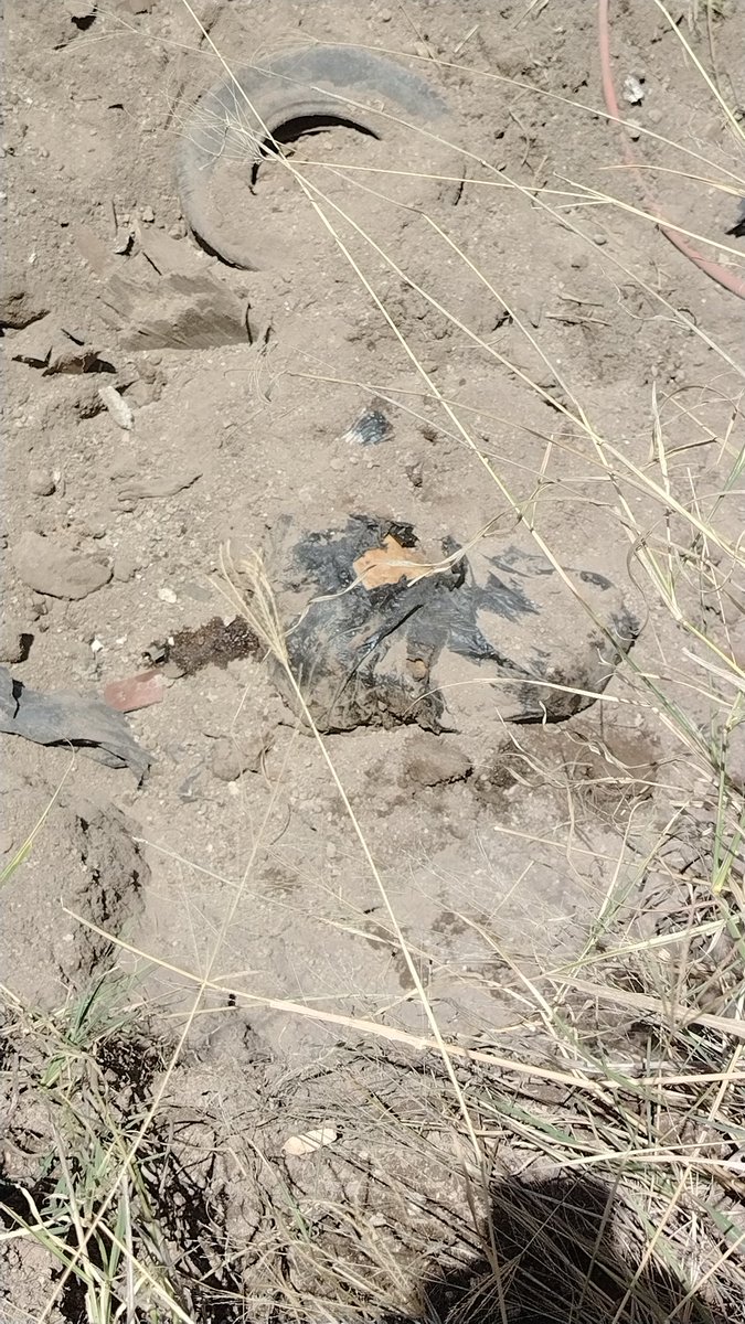 Guerreros Buscadores de Jalisco tweet media