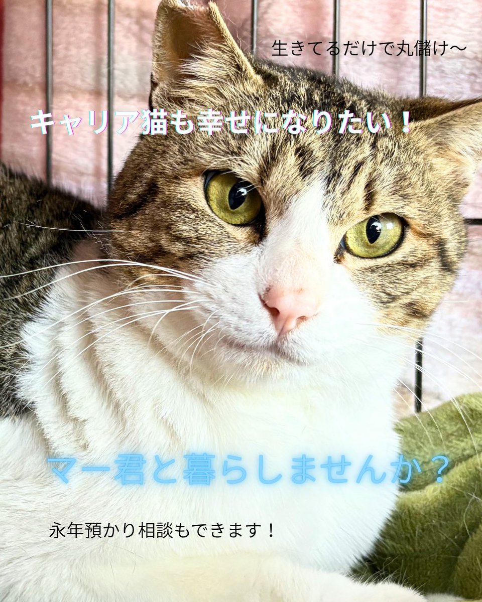 nekonohigurashi's tweet photo. 猫白血病の猫さんは生きることの素晴らしさを教えてくれる猫さんだと思います。明日が来るのは当たり前ではない、今を楽しむこと、生きてるだけで丸儲けなんだなと感じさせてくれます。猫白血病の猫だって幸せになる権利があると思うんです✨ぜひそんな猫がいることを知ってもらえたらうれしいです。 https://t.co/rAPrmVpWTS
