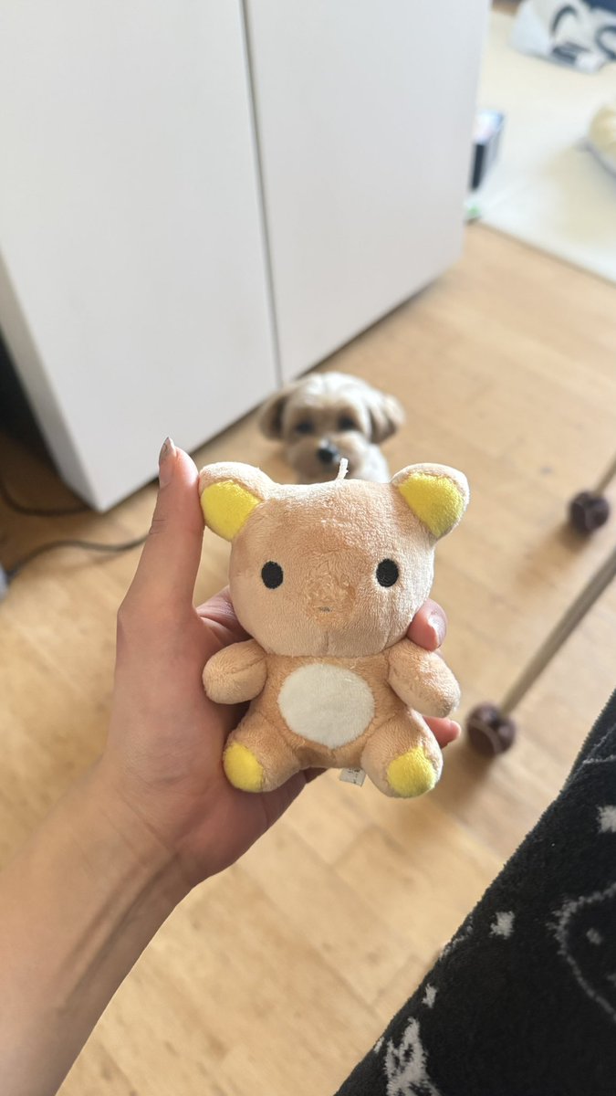 스타견 낫또 tweet media