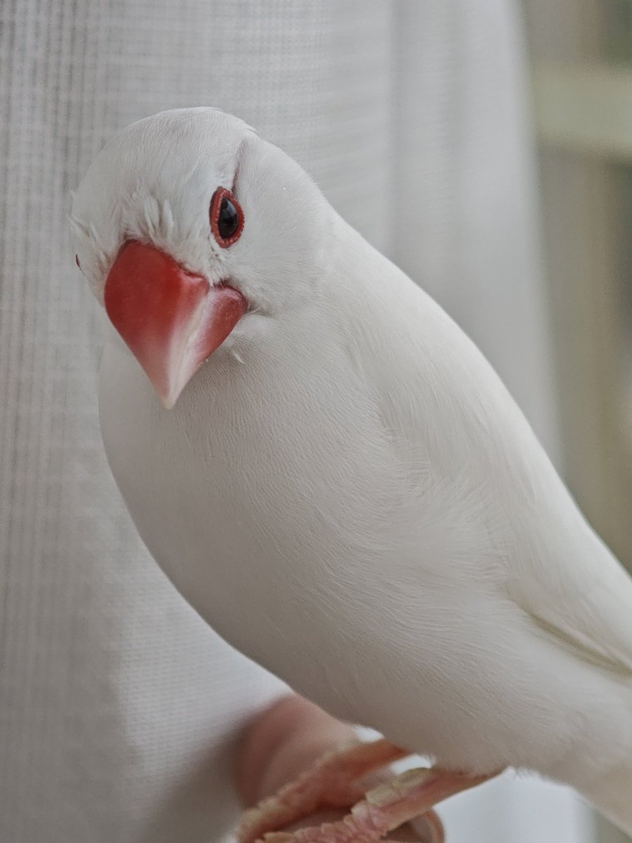 こんちゃん@ tweet media