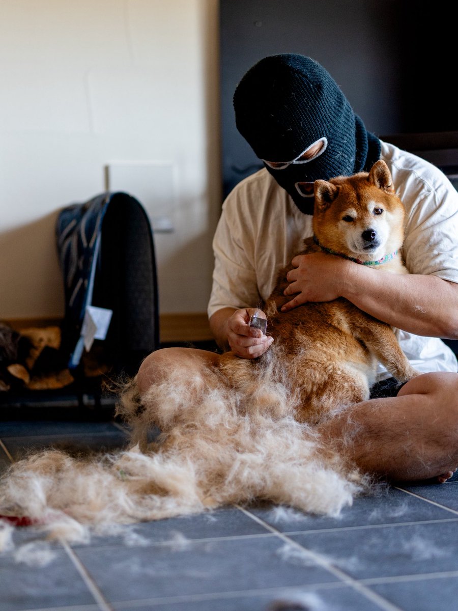 柴犬たけちよ (@takechiyo_shiba) / Posts / X