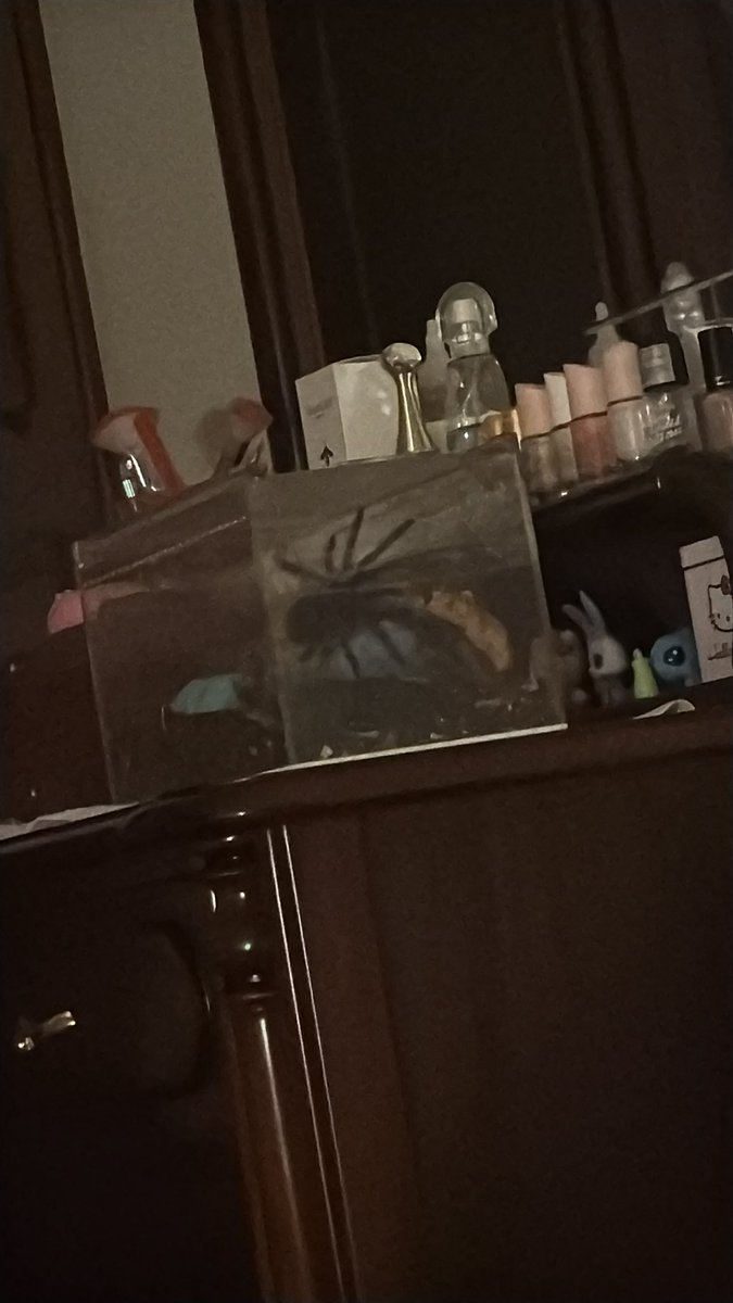 ˚. !! 𝓐𝘮𝘦𝘭𝘪𝘵𝘢 𝜗𝜚 . 🐁 tweet media