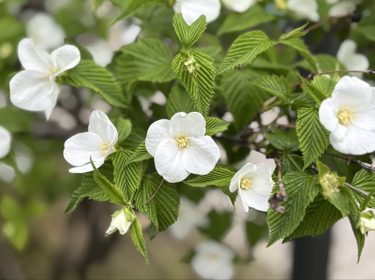 【公式】植木屋革命クイック・ガーデニング tweet media