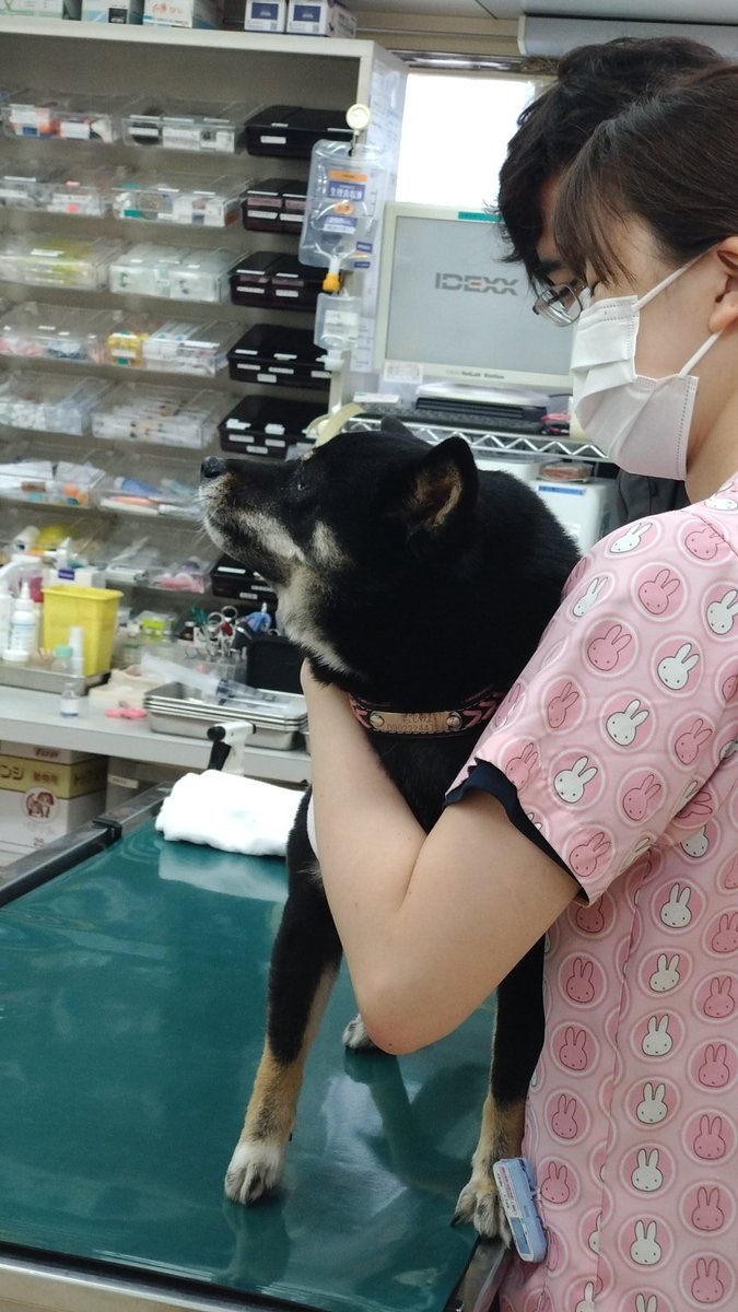 ☆豆柴らいなパパ☆@らいなウィンチェスター&日々かりファミリー tweet media