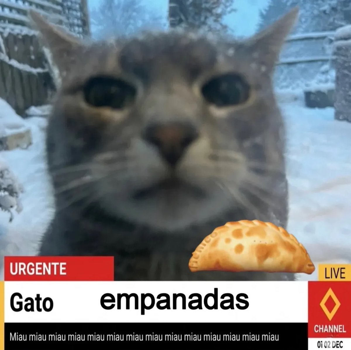 gatos fazendo gatices tweet media