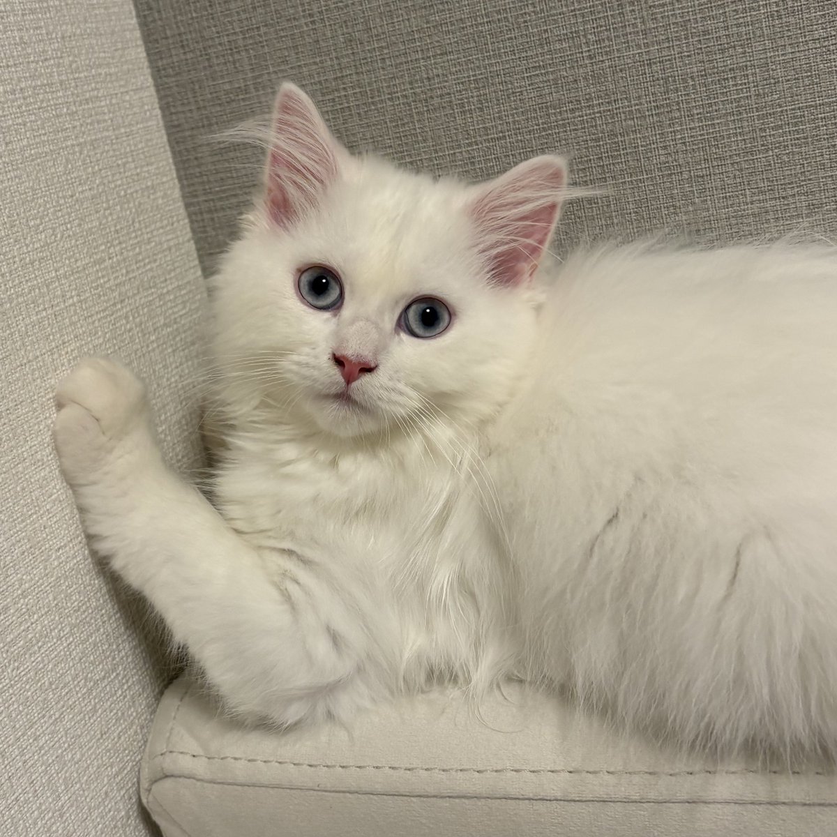 るあ(サイベリアン) tweet media