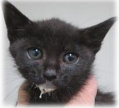 🦋* R U I *🦋 いのちと向き合う いつもありがとうございます NO WAR tweet media