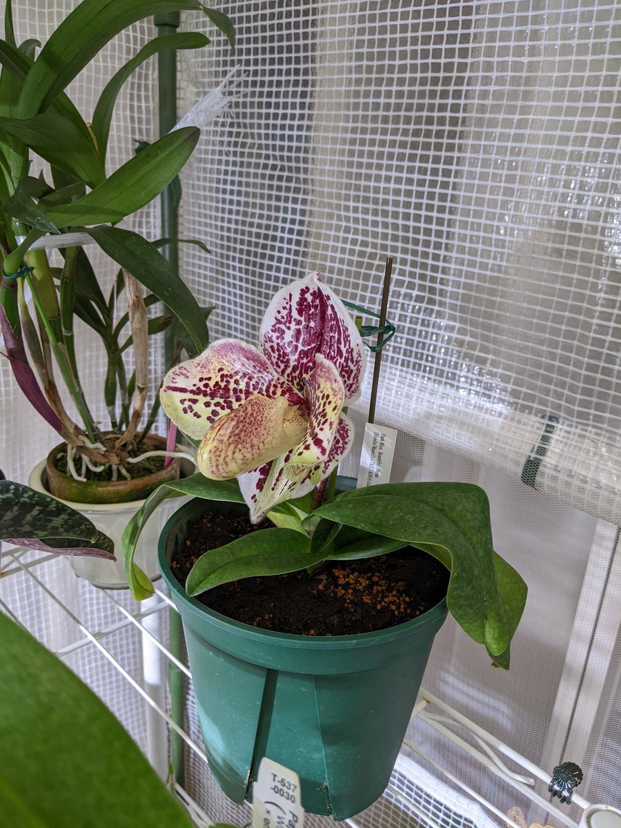 ジャガー tweet media