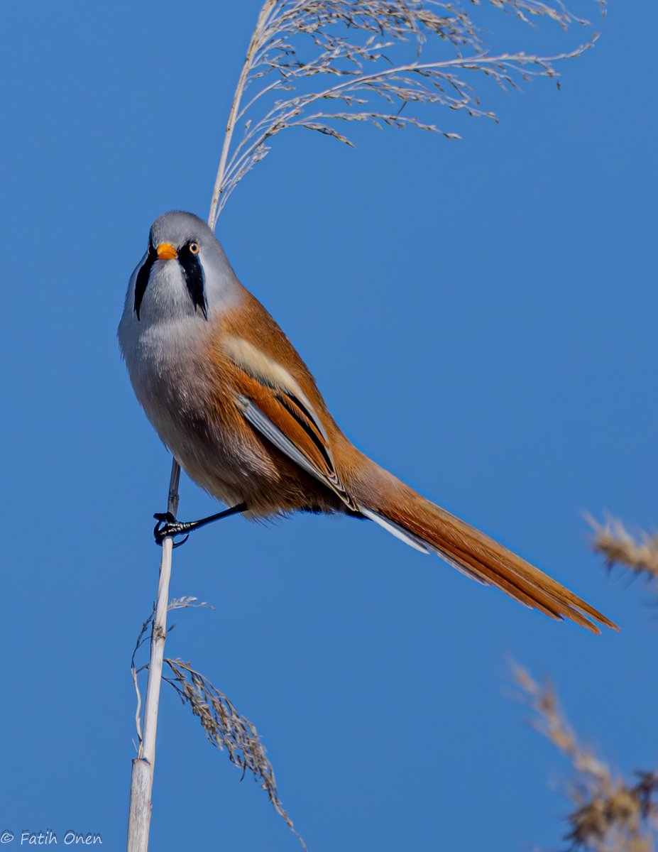 Fatih Önen 🇹🇷 tweet media