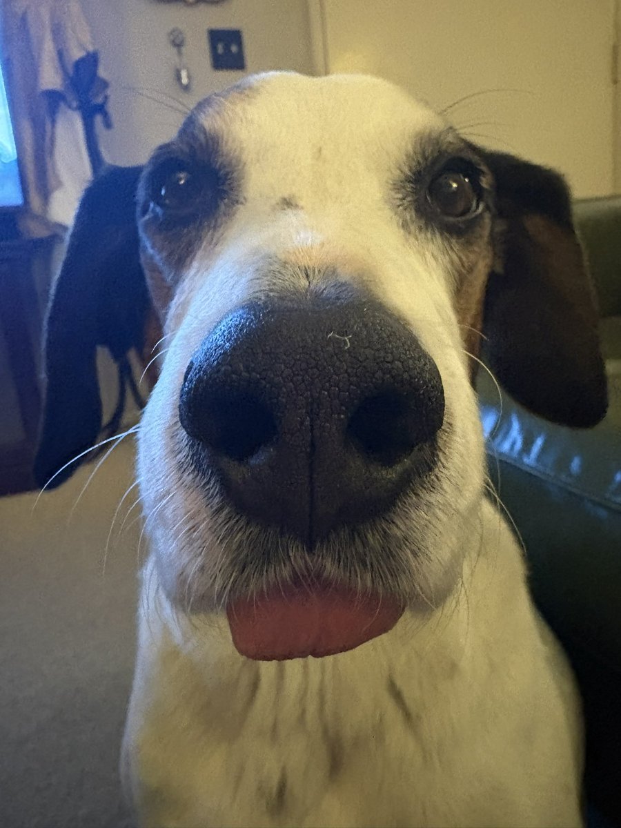 The Dude “Duggins” WooWoo Floppys tweet media