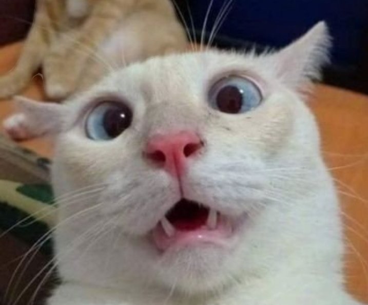 G͓̽e͓̽m͓̽m͓̽a͓̽ t͓̽h͓̽e͓̽ o͓̽r͓̽i͓̽g͓̽i͓̽n͓̽a͓̽l͓̽ tweet media