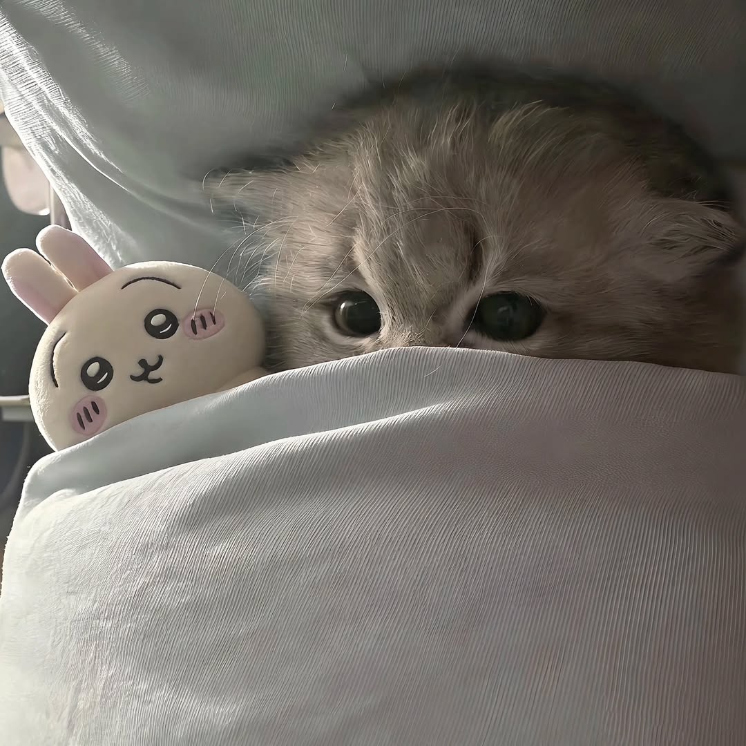 daily cats ♡ tweet media