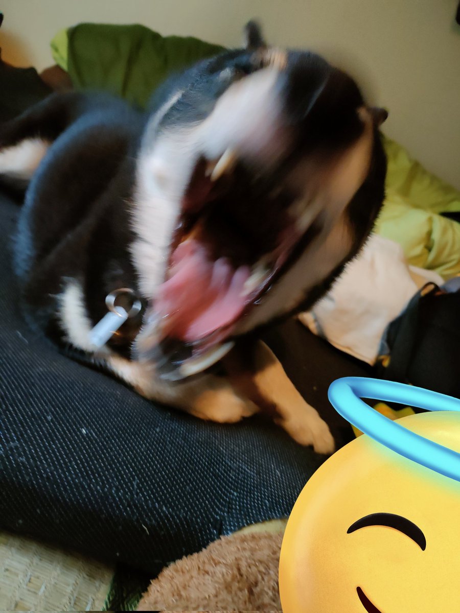 初春 つぼみ🐺🐬🔪◦° tweet media