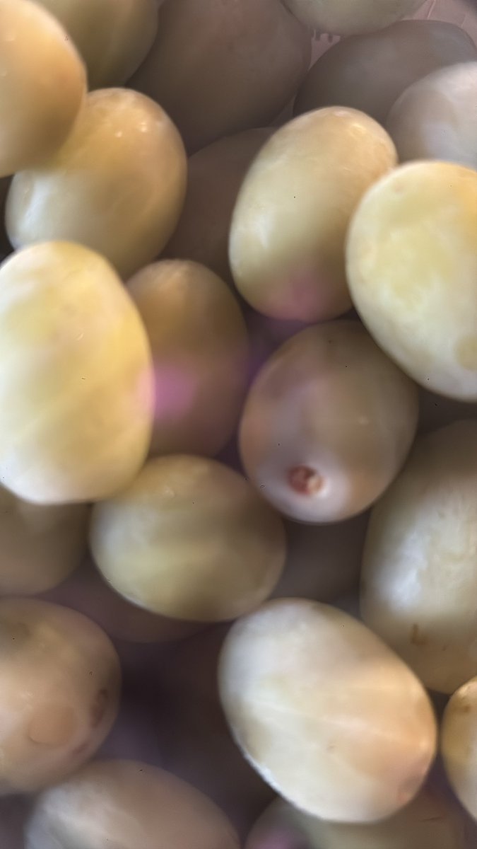 TokkiPuppy (check Pin) tweet media