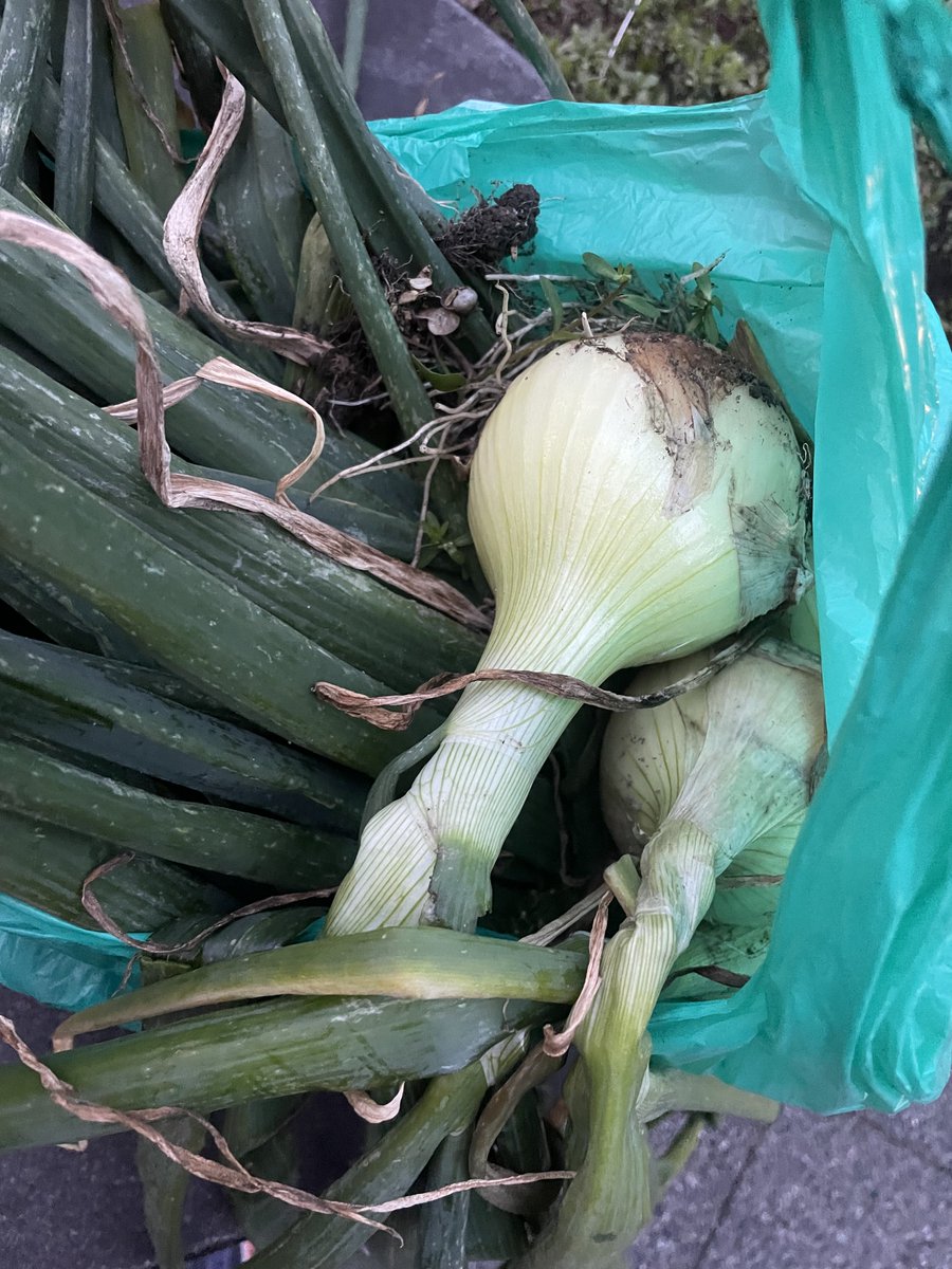 おはよう😊昨日はいつもの寝入りより遅かったのに、3時半頃目覚めてしまったのだ早めにランニング🏃‍♀️
とにかく身体が重い。体調悪いとかじゃなくて身体中に水分が含まれてる感じ。あまりスキット走れなかった💦
16.32キロ。玉ねぎをいただきました！
良き良き！