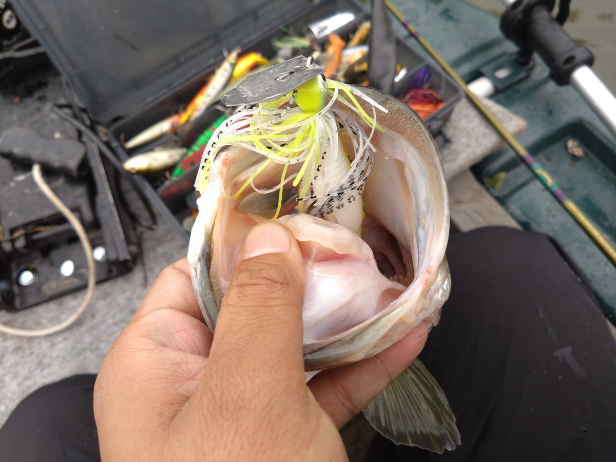 紅茶🐍 tweet media