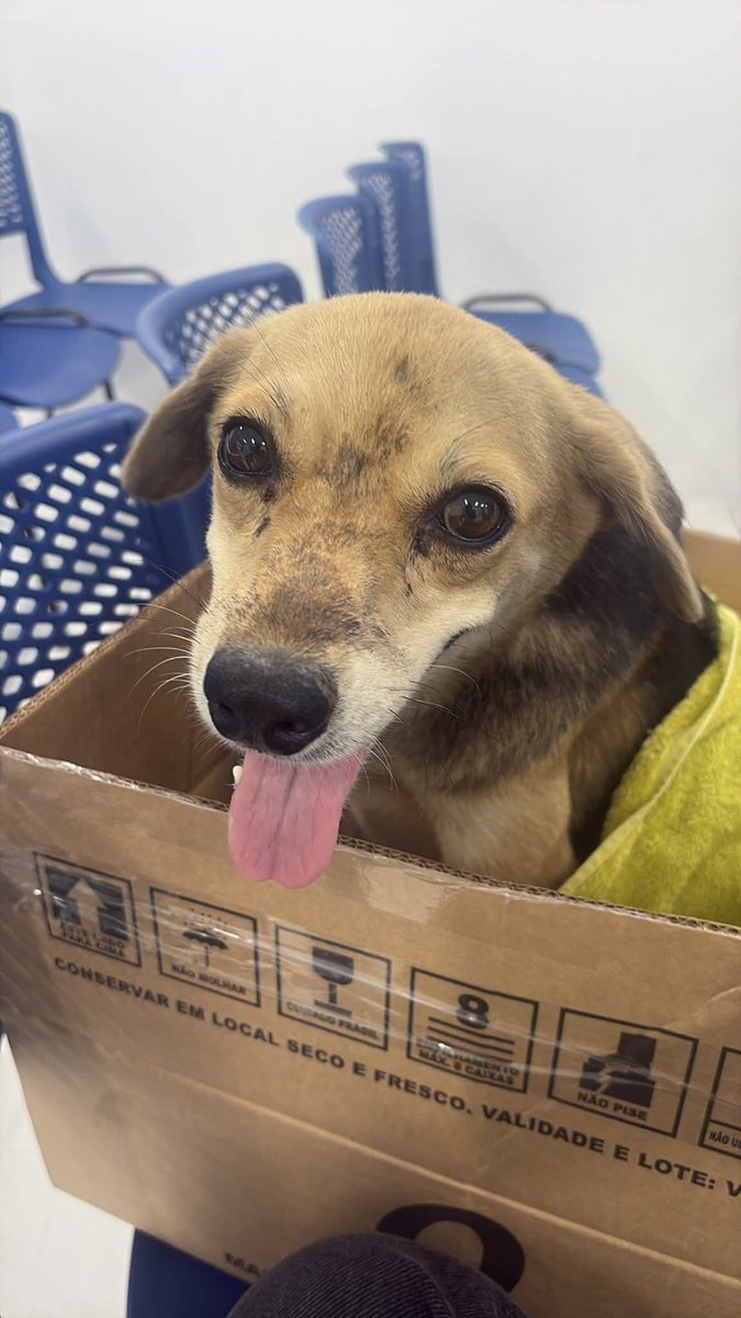 Abrigo João Rosa tweet media