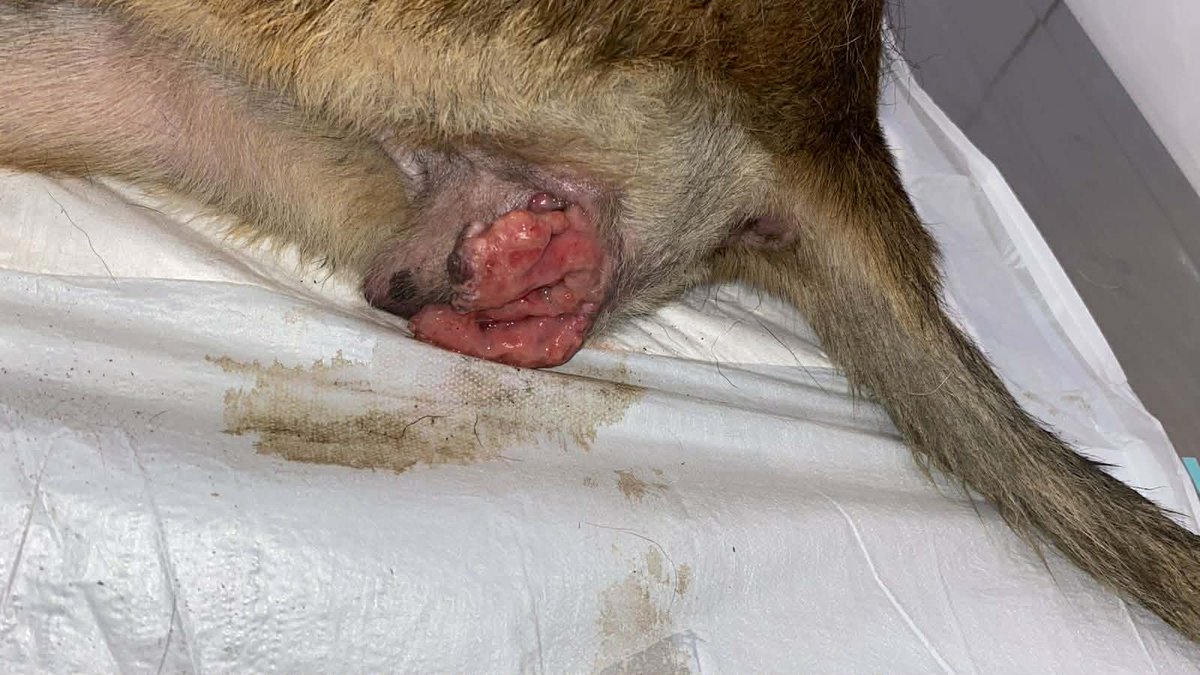 Abrigo João Rosa tweet media