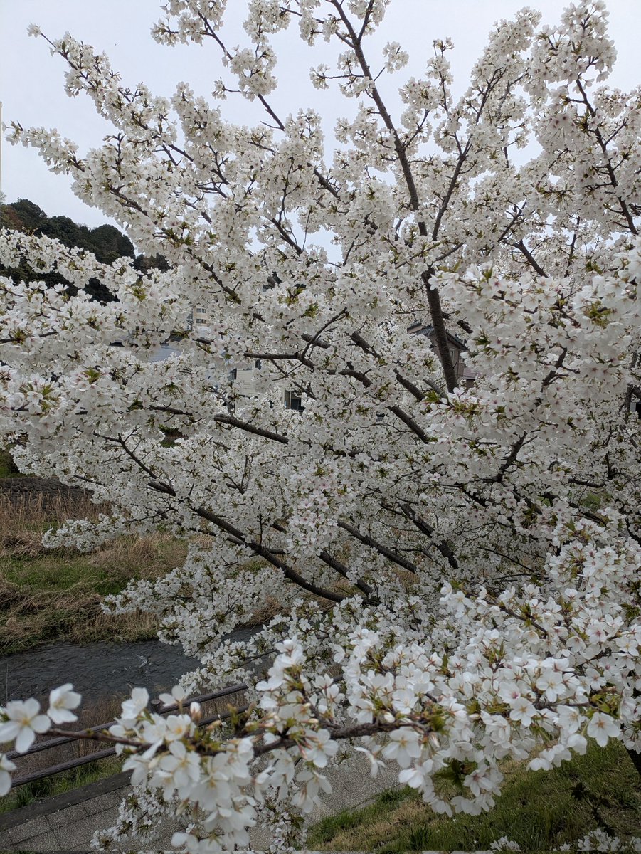 あさまる tweet media