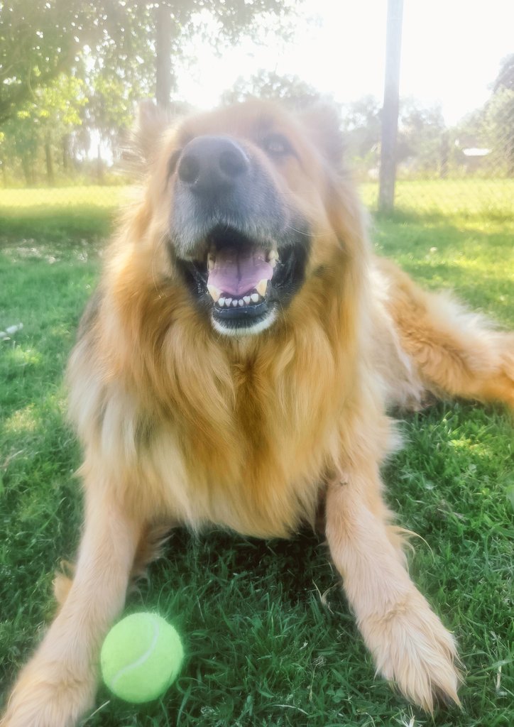 BonnieblueBlue's tweet photo. Hope you all had a great Monday, pals! - Apollo ♥️🐾 #JoyBoy #SunshineBoy https://t.co/E40K0gCvy0