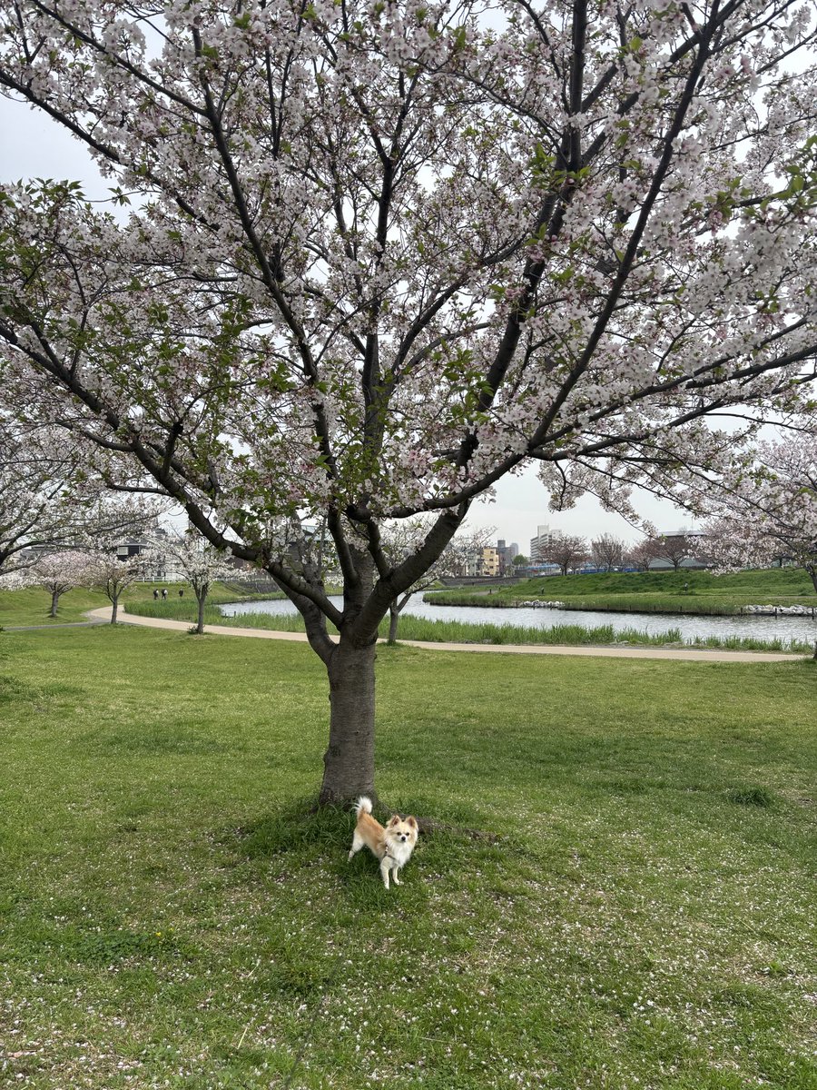 kntrizm21's tweet photo. 🍼朝のお散歩🐕
今日は雨☔になりそうなので、お仕事前にお散歩です🌸 https://t.co/tpkLyxb4lt
