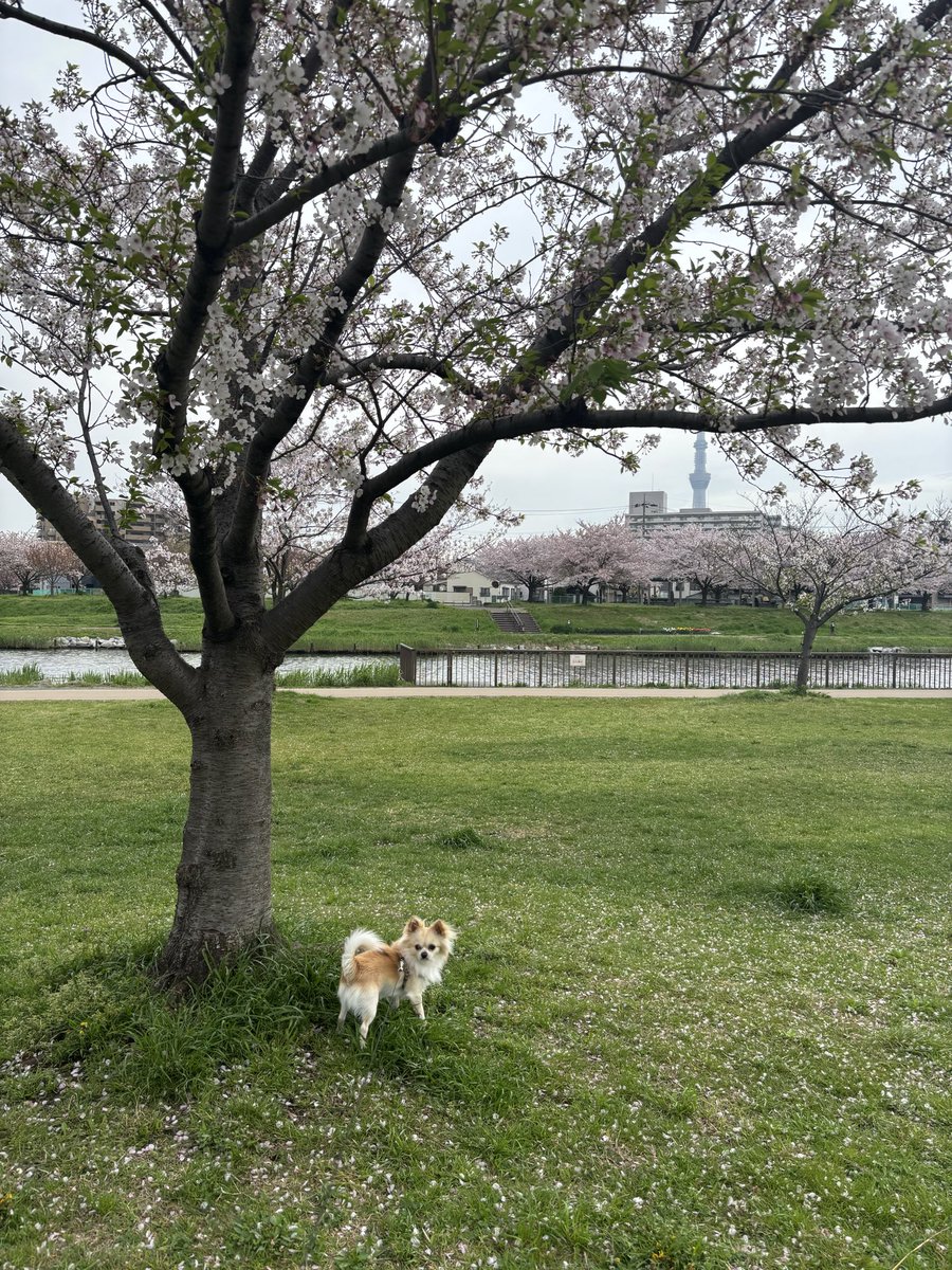 kntrizm21's tweet photo. 🍼朝のお散歩🐕
今日は雨☔になりそうなので、お仕事前にお散歩です🌸 https://t.co/tpkLyxb4lt