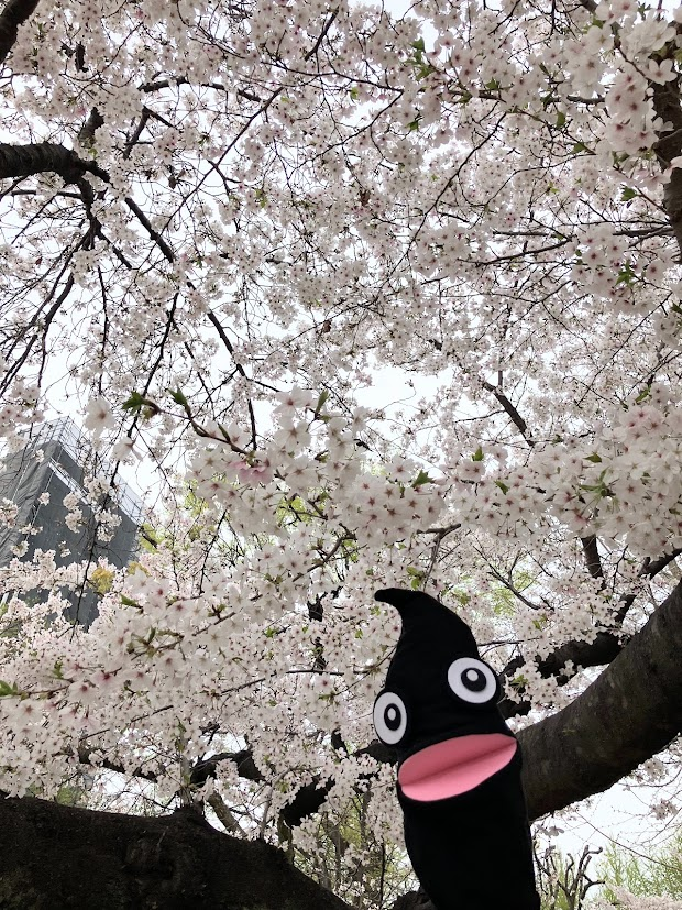 昨日はボーボーとお花見をしました🌸

写真撮影中、
公園にいるちびっ子に指さされて
照れています。（本当の話）

「こんにちは。今日も目立ってます。」