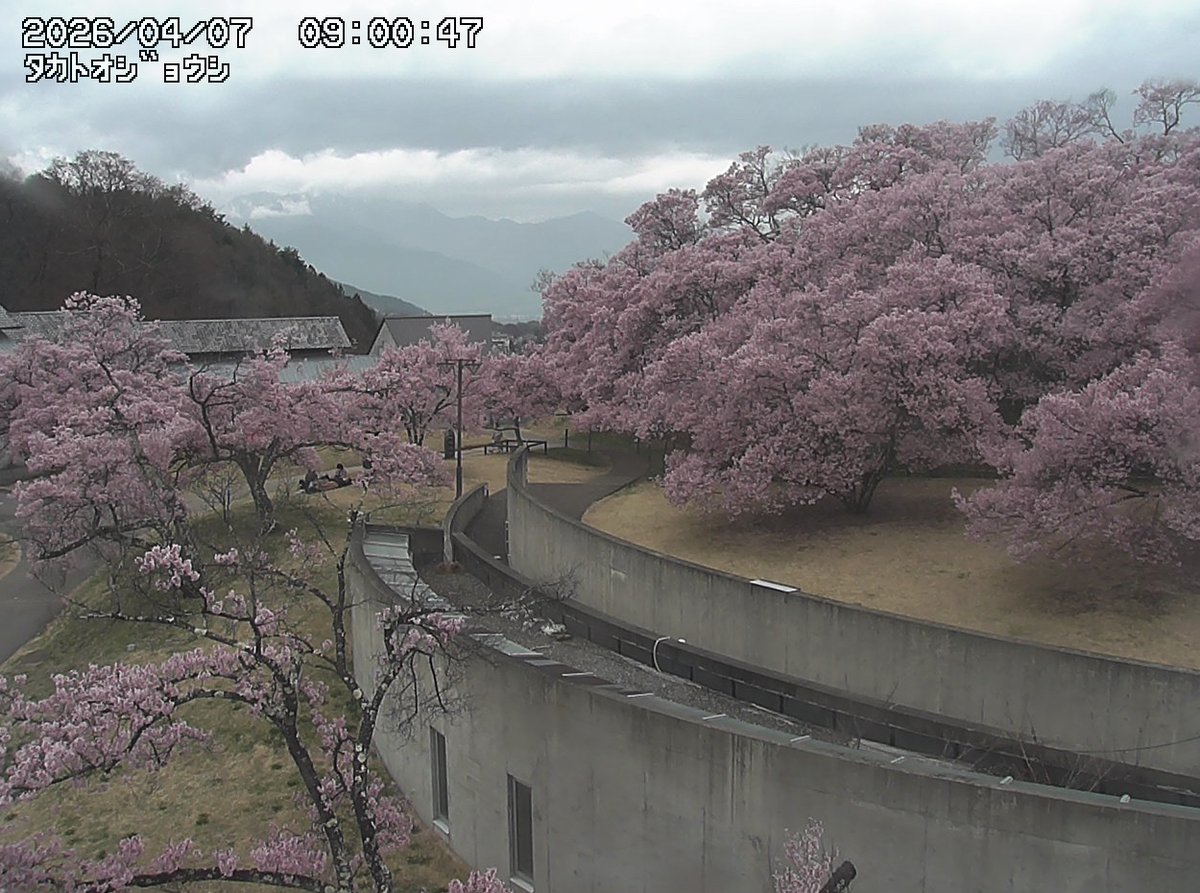 ▽桜の開花情報 04/07 09:00ごろの #高遠城址公園 桜 のライブ映像