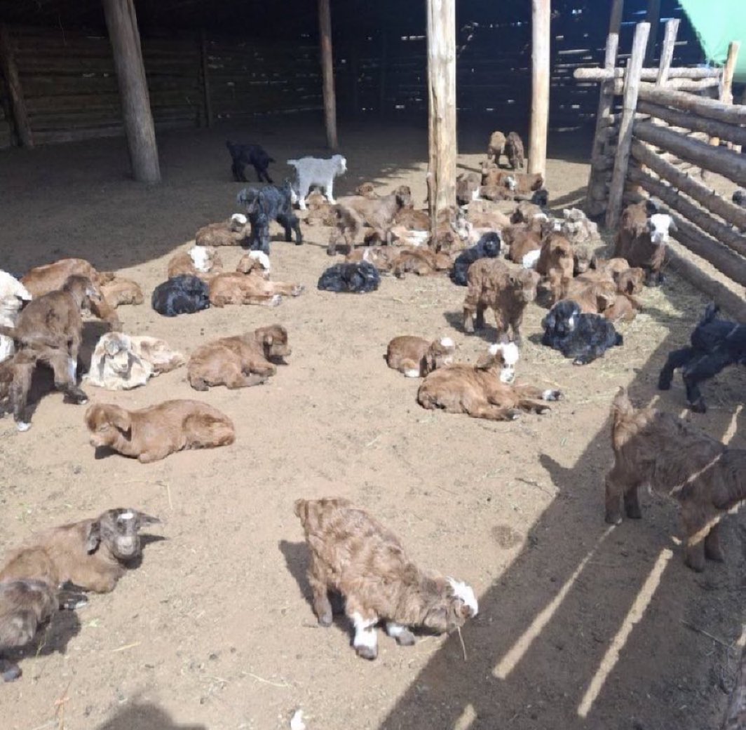 Төгсөө Төгс tweet media