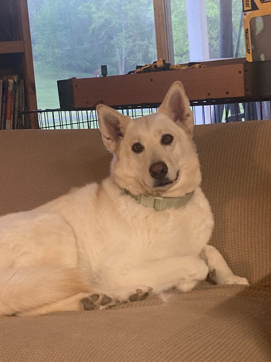 Lawyer for the Miami Dolphns tweet media