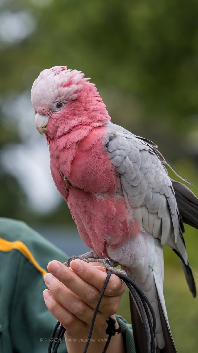 For_Fraggle's tweet image. ♀と判明したそうです。

📷2026.04.05
#よこはま動物園ズーラシア 
#モモイロインコ 
#galah
#バードショー 14日より再開✨
ピーチ🍑はまだまだ練習中🤭