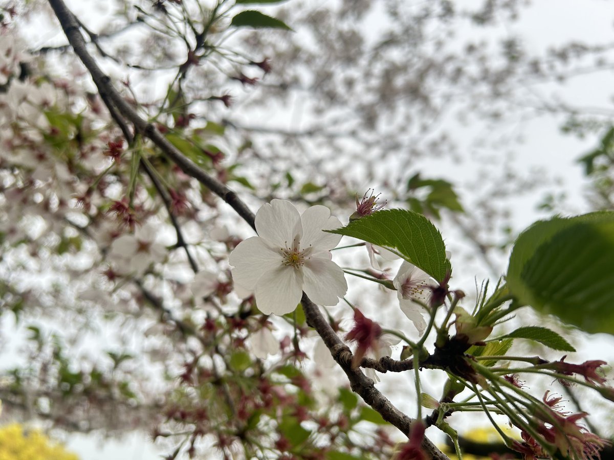 水瀬さあや@RMU tweet media