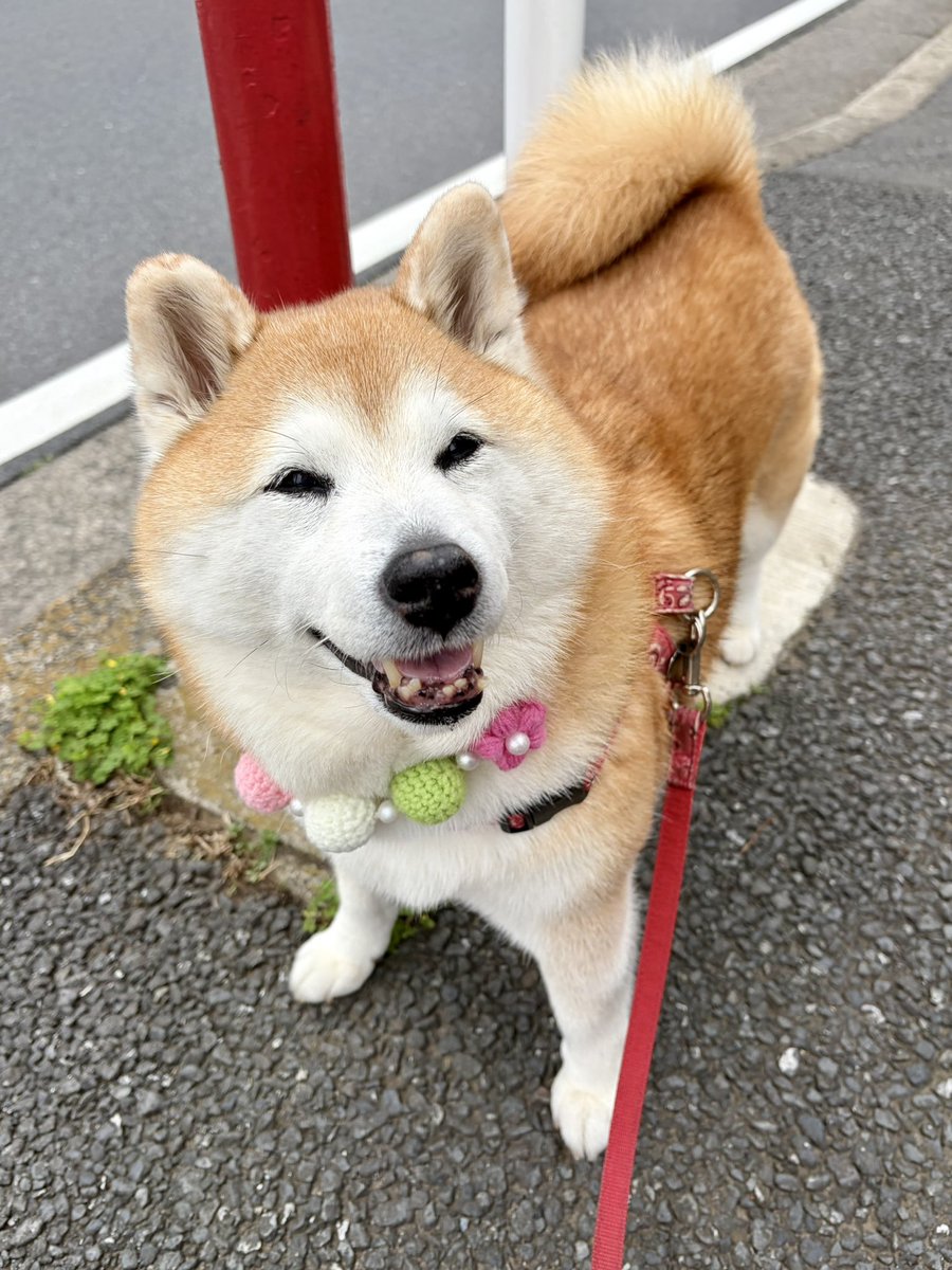 祥&柴犬のまるちゃん tweet media