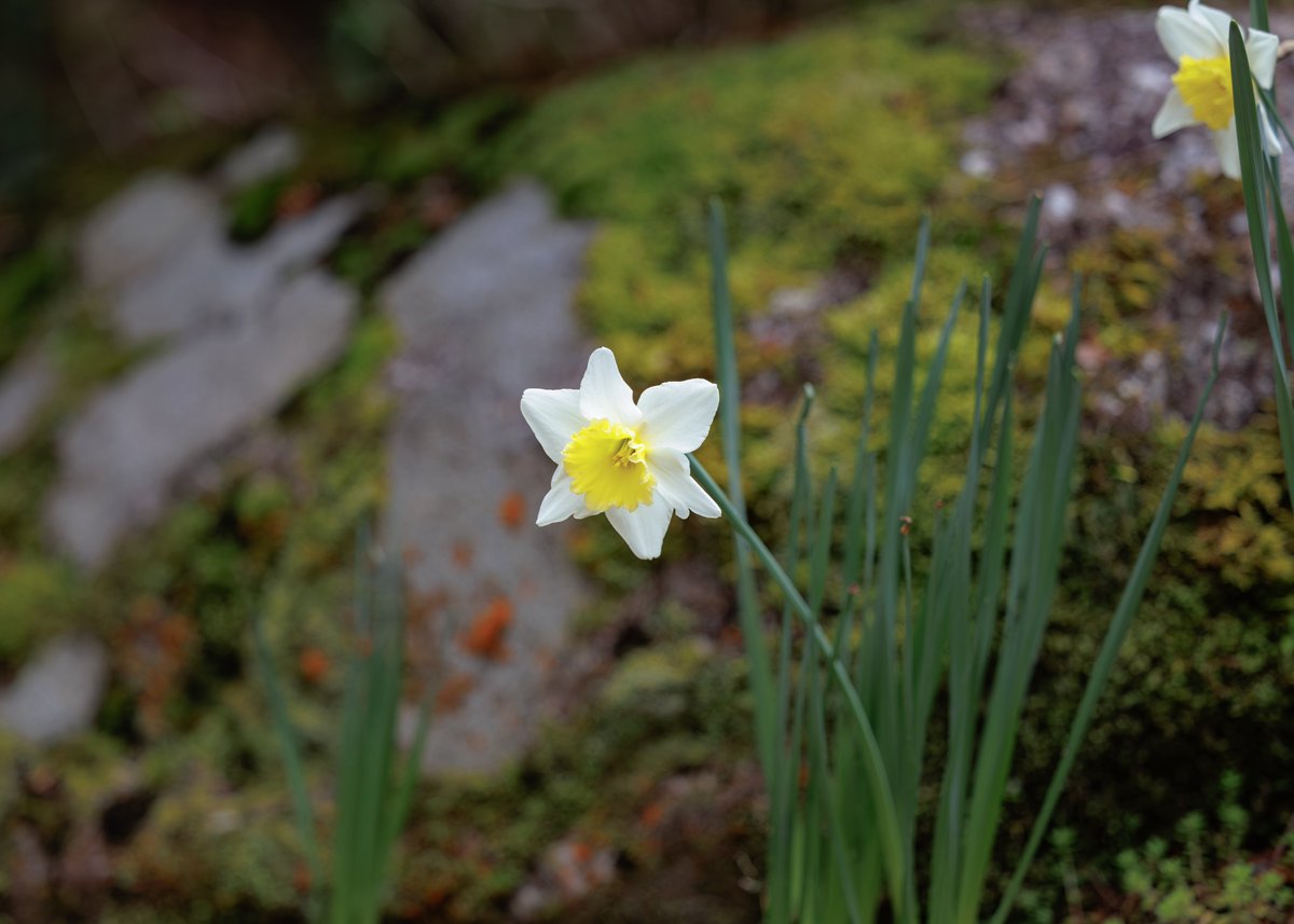 ミツバツツジが満開です✨
※現在モクレンは散っています
ショウジョウバカマなどの花も見頃を迎えております☺️

【お知らせ】

秘仏特別公開（如意輪観音、弁財天、羅刹天）

4月1日（水）〜5月31日（日）

三重塔初層特別開扉

4月25日（土）〜5月6日（水）

HPにて季節運行バス🚌情報掲載

＃岩船寺