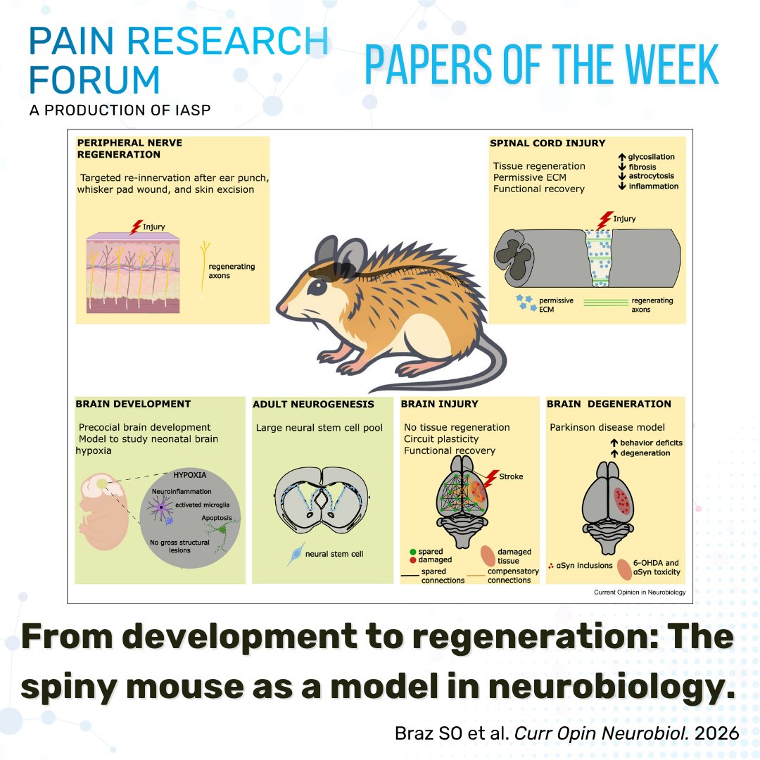 Pain Research Forum tweet media